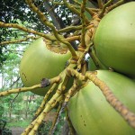 Coconut