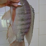Tilapia Recipes