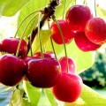 Health Benefits of Cherries