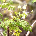 Health Benefits of Malunggay