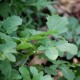 What is Arugula