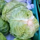 Cabbage Health Benefits