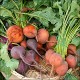 Health Benefits of Beets