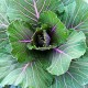 Health Benefits of Kale