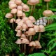 Mushroom Health Benefits