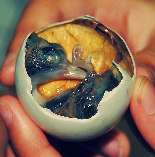 How to Cook Balut? 