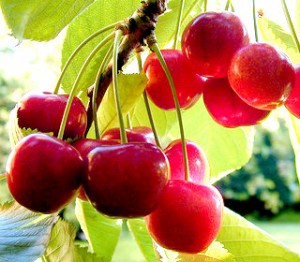 Health Benefits of Cherries