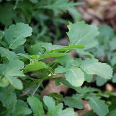 arugula