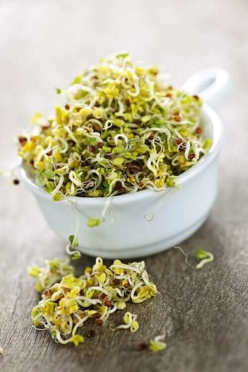 What Are Alfalfa Sprouts Panlasang Pinoy