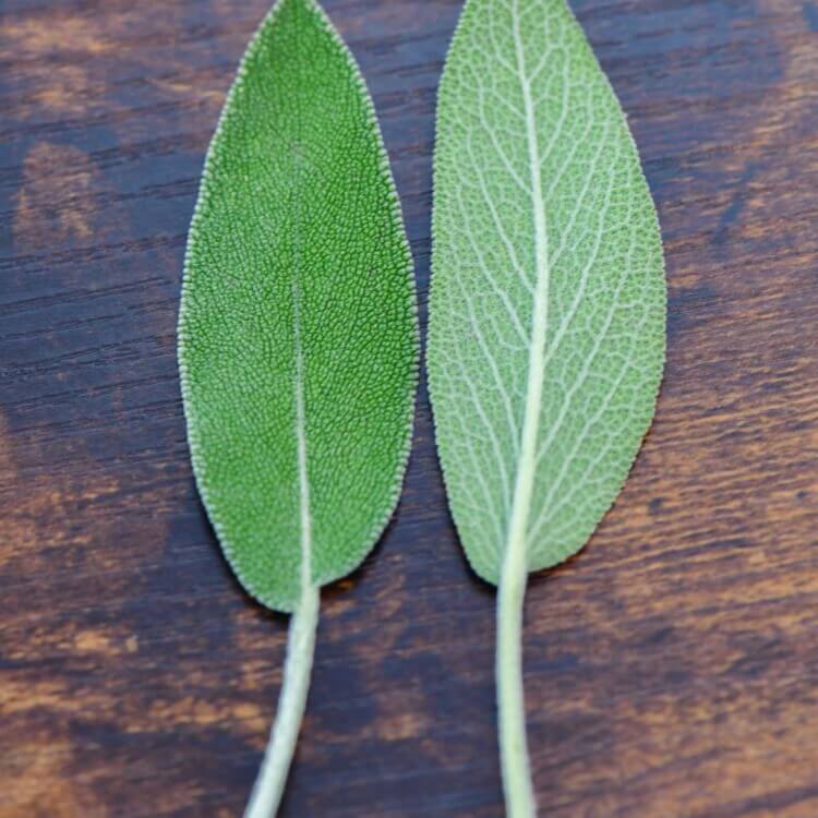 Common sage