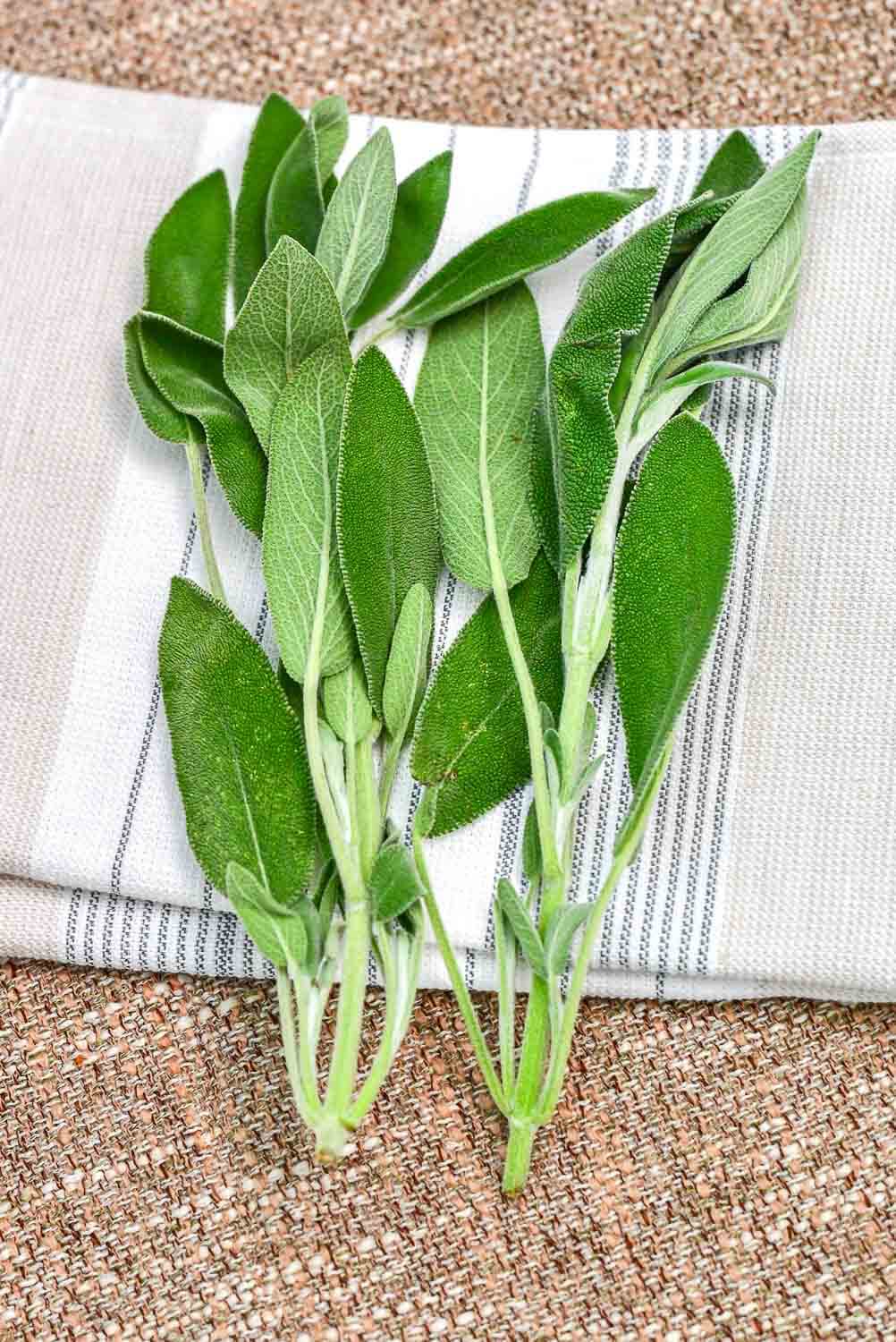 Herb garden sage