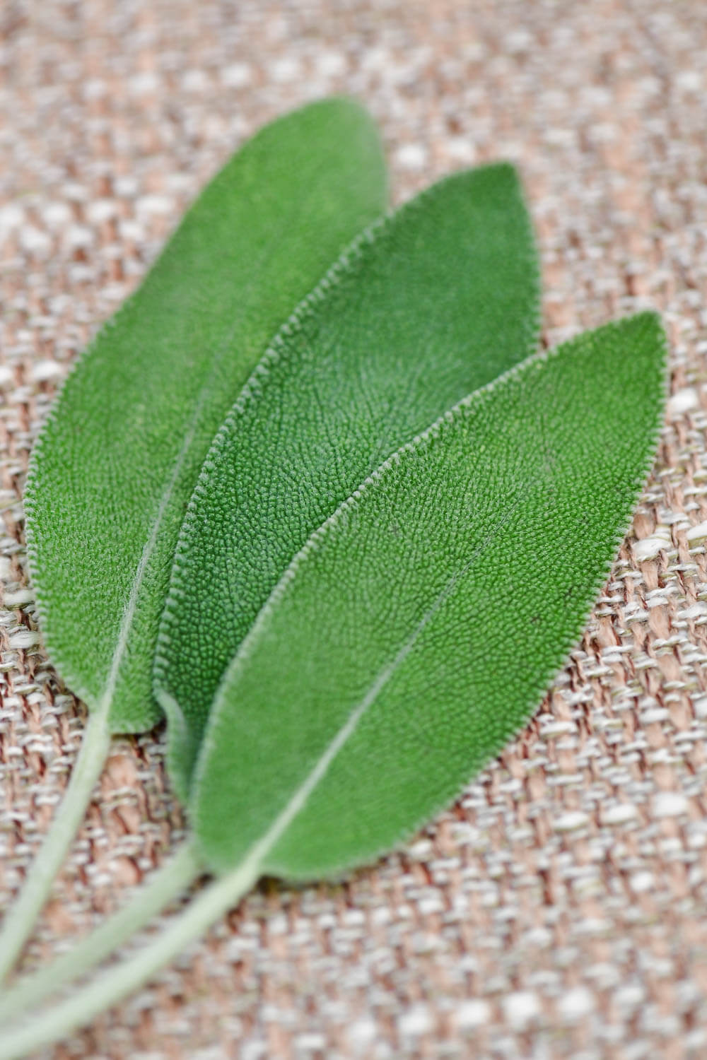 Sage herb plant leaves