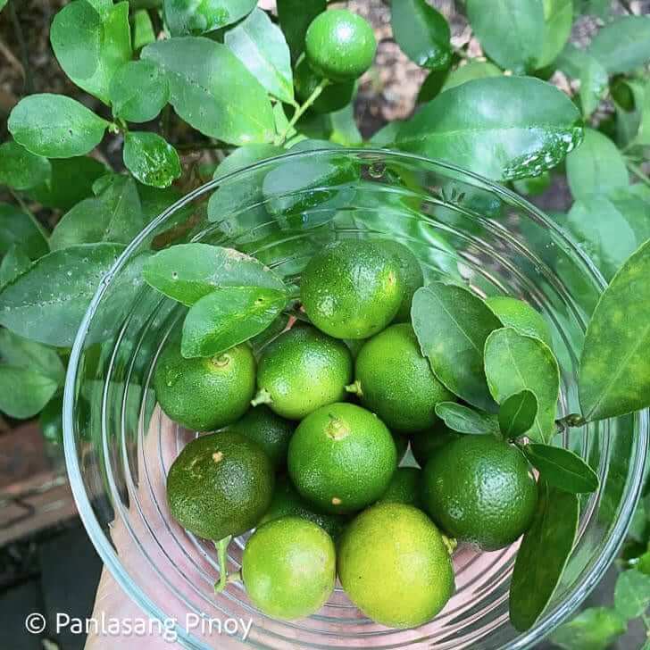 calamansi fruit