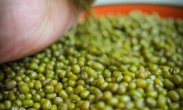 What are Mung Beans?