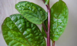 Malabar Spinach Benefits