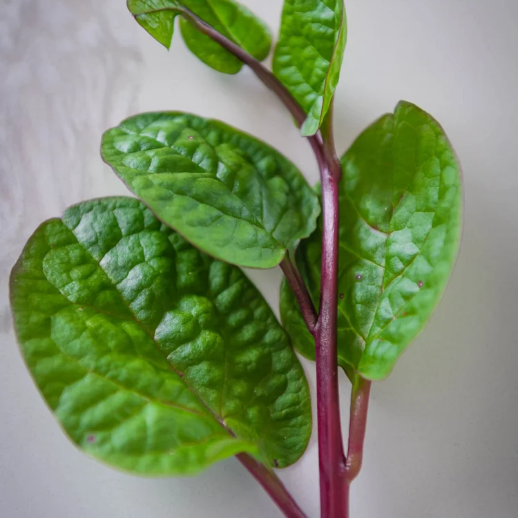 Malabar Spinach Benefits