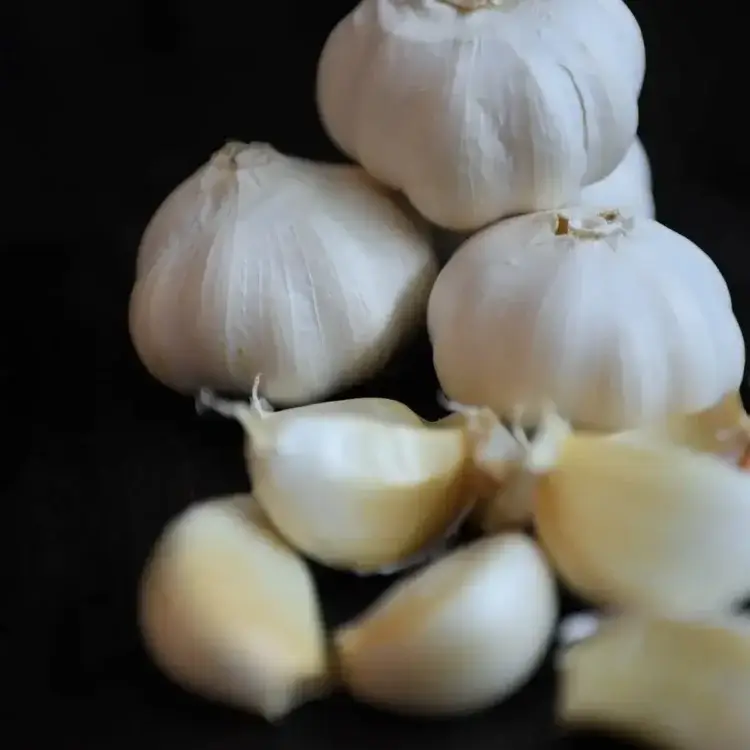 What is Garlic