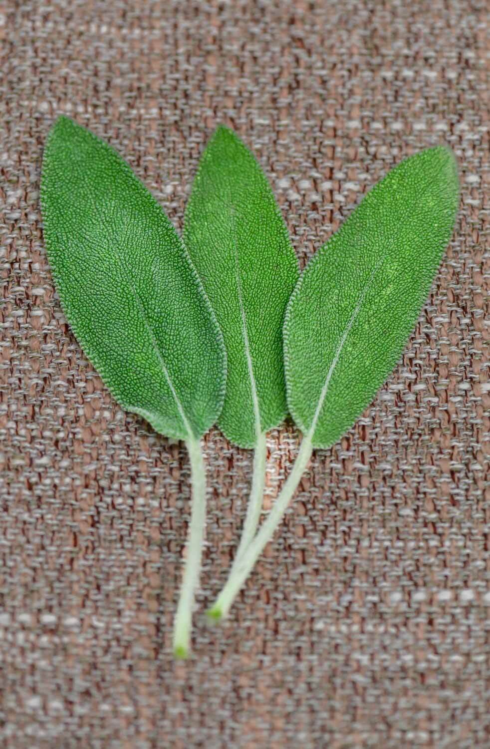 Health benefits of sage