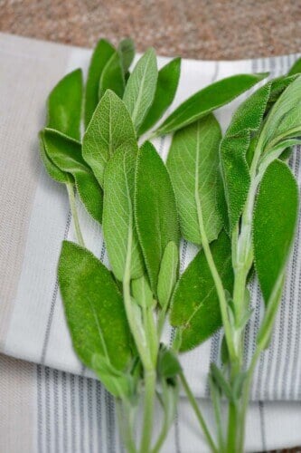 Sage benefits